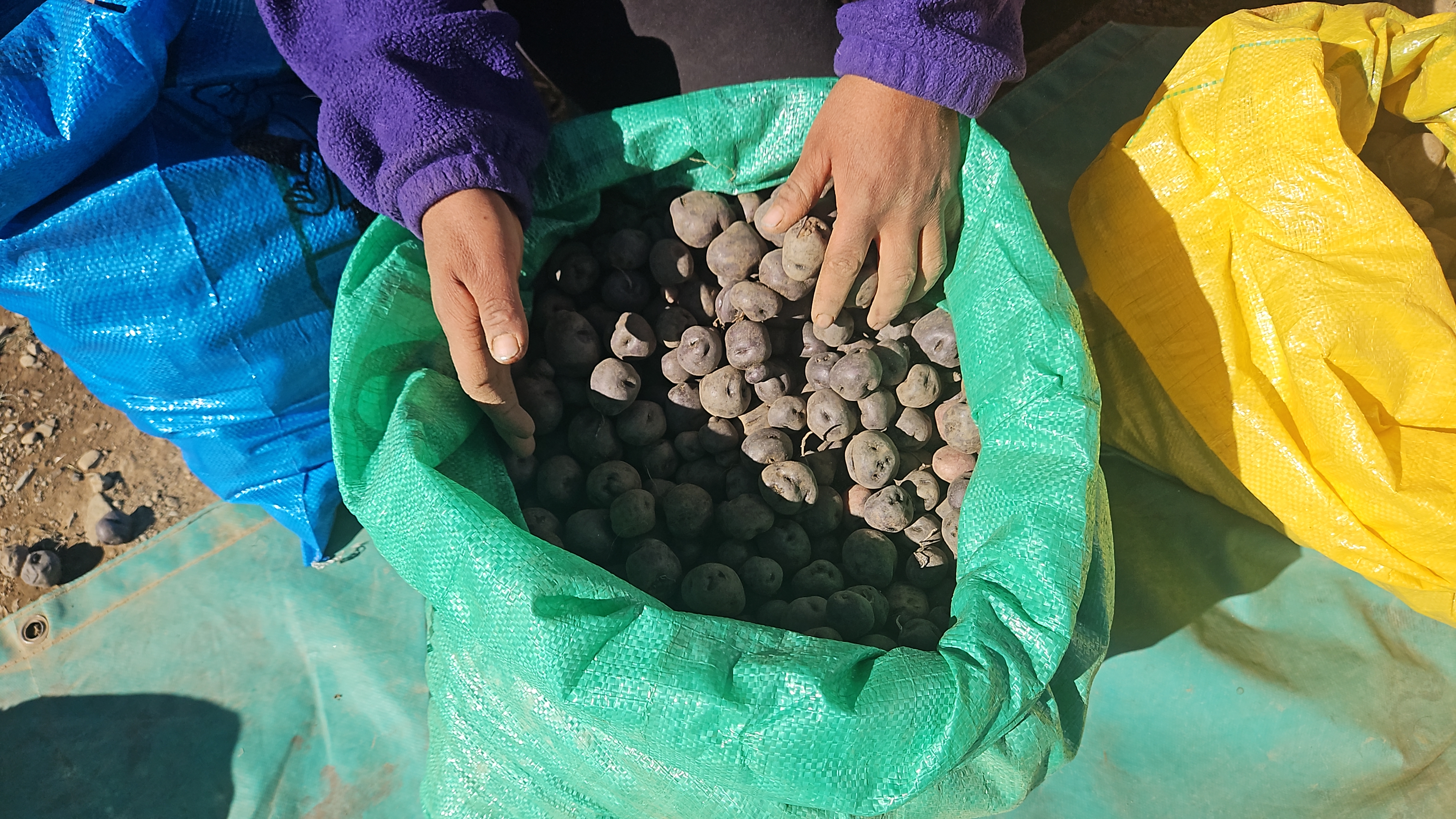 Acompañamiento al Curso de Cultivos Andinos