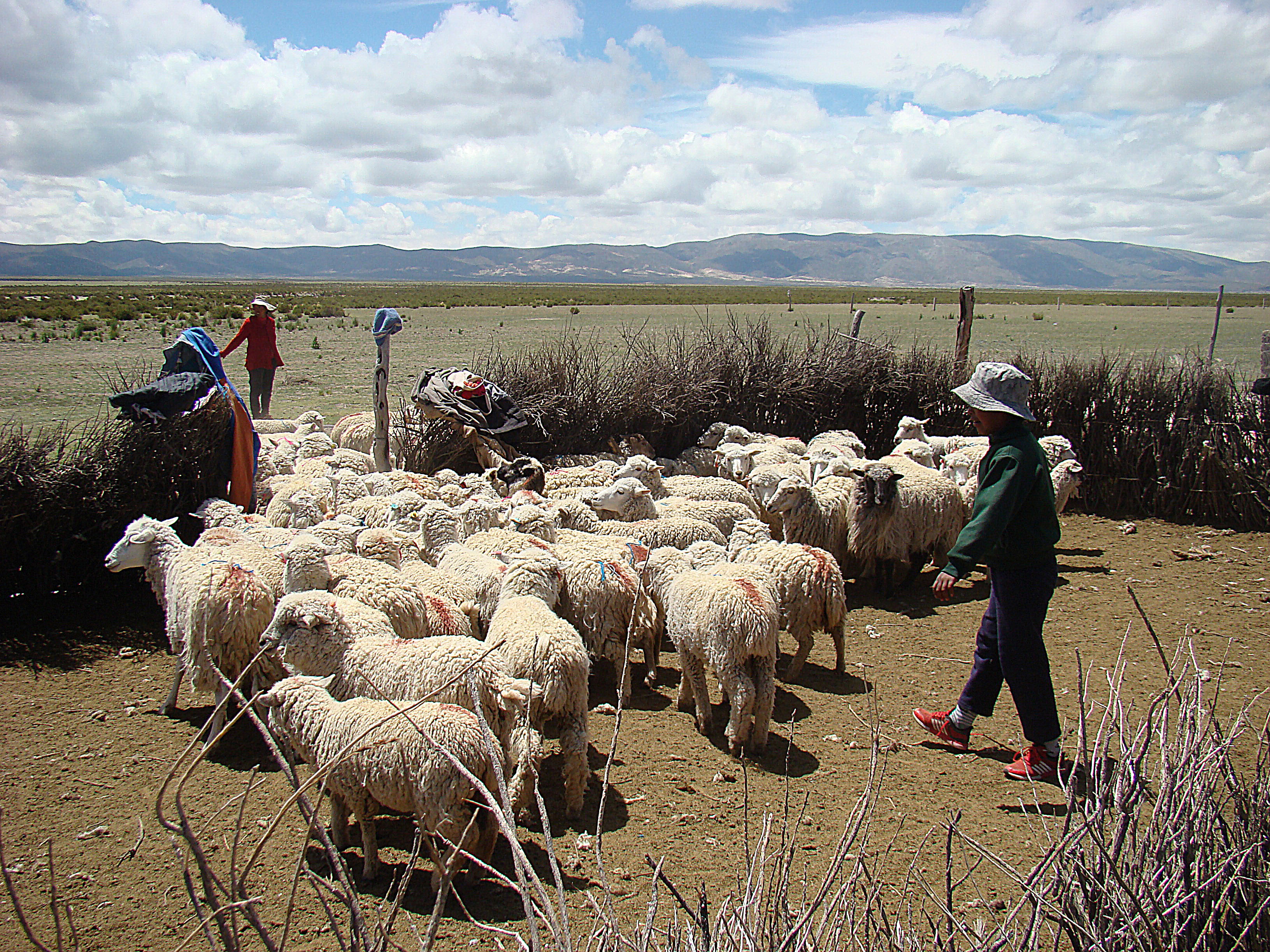 Curso de cuidados del ganado lanar