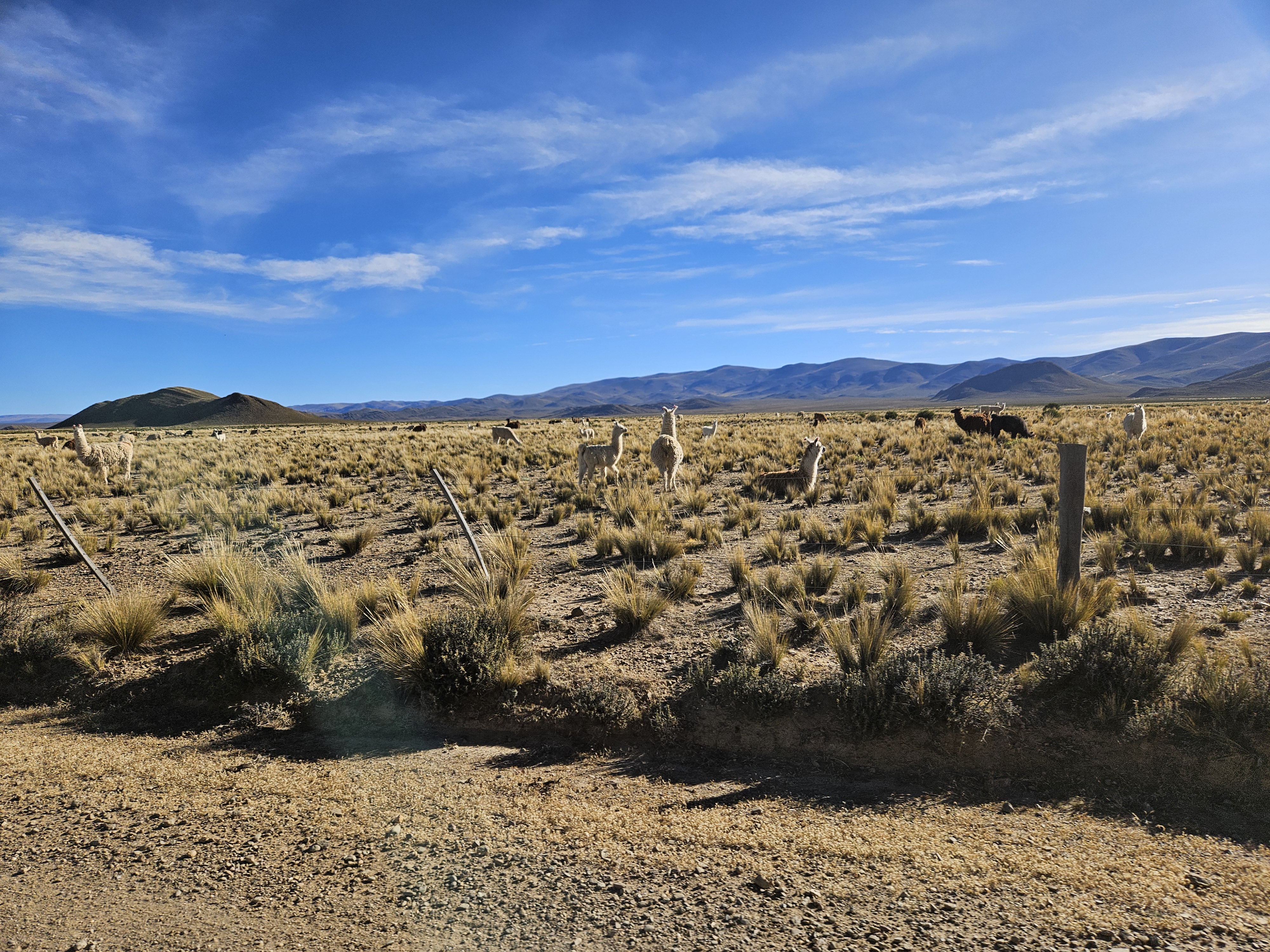 Acompañamiento solidario al Programa de valor agregado de Camélidos